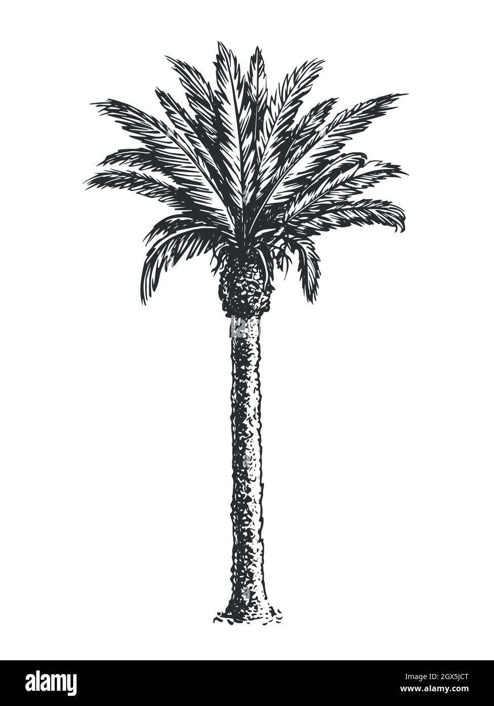 Sketch of palm tree isolated on white background. Hand drawn vector illustration Stock Vector