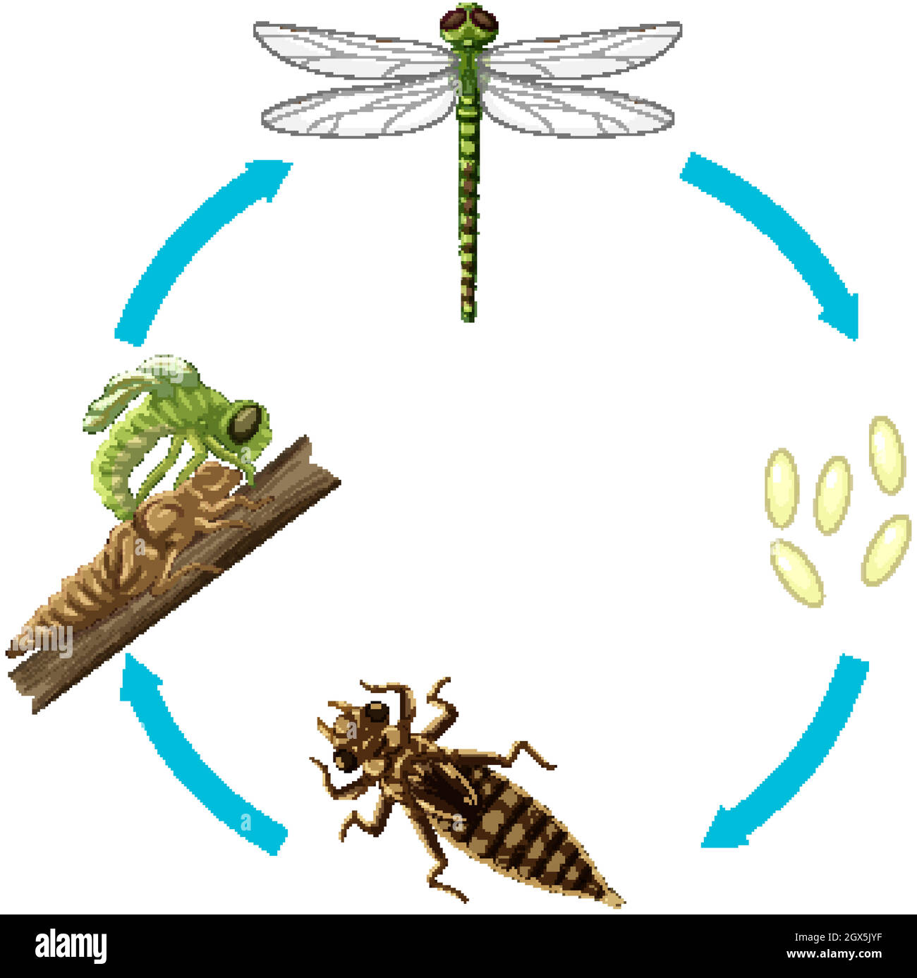 Life cycle of dragon fly on white background Stock Vector