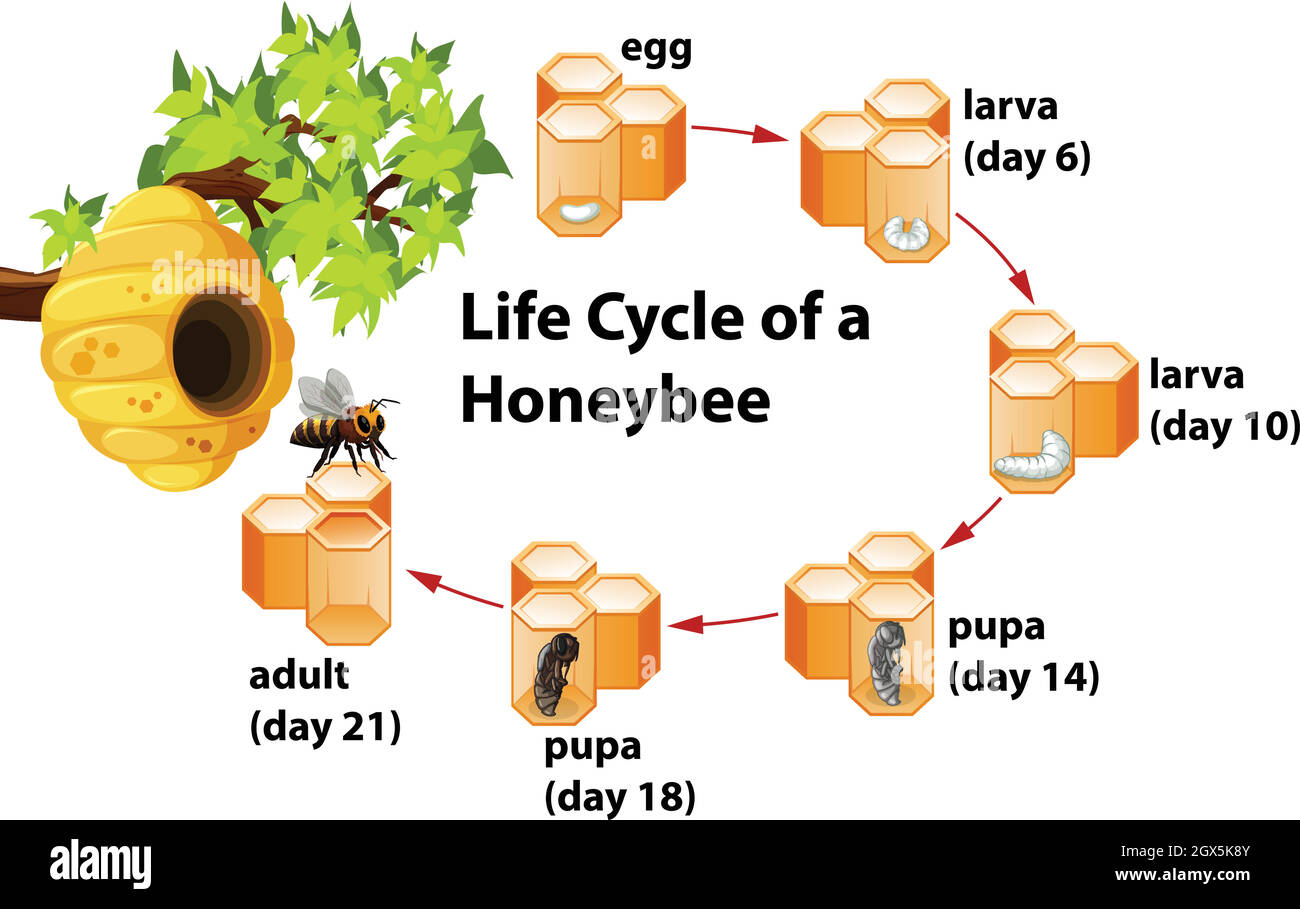 Life cycle of a honeybee Stock Vector