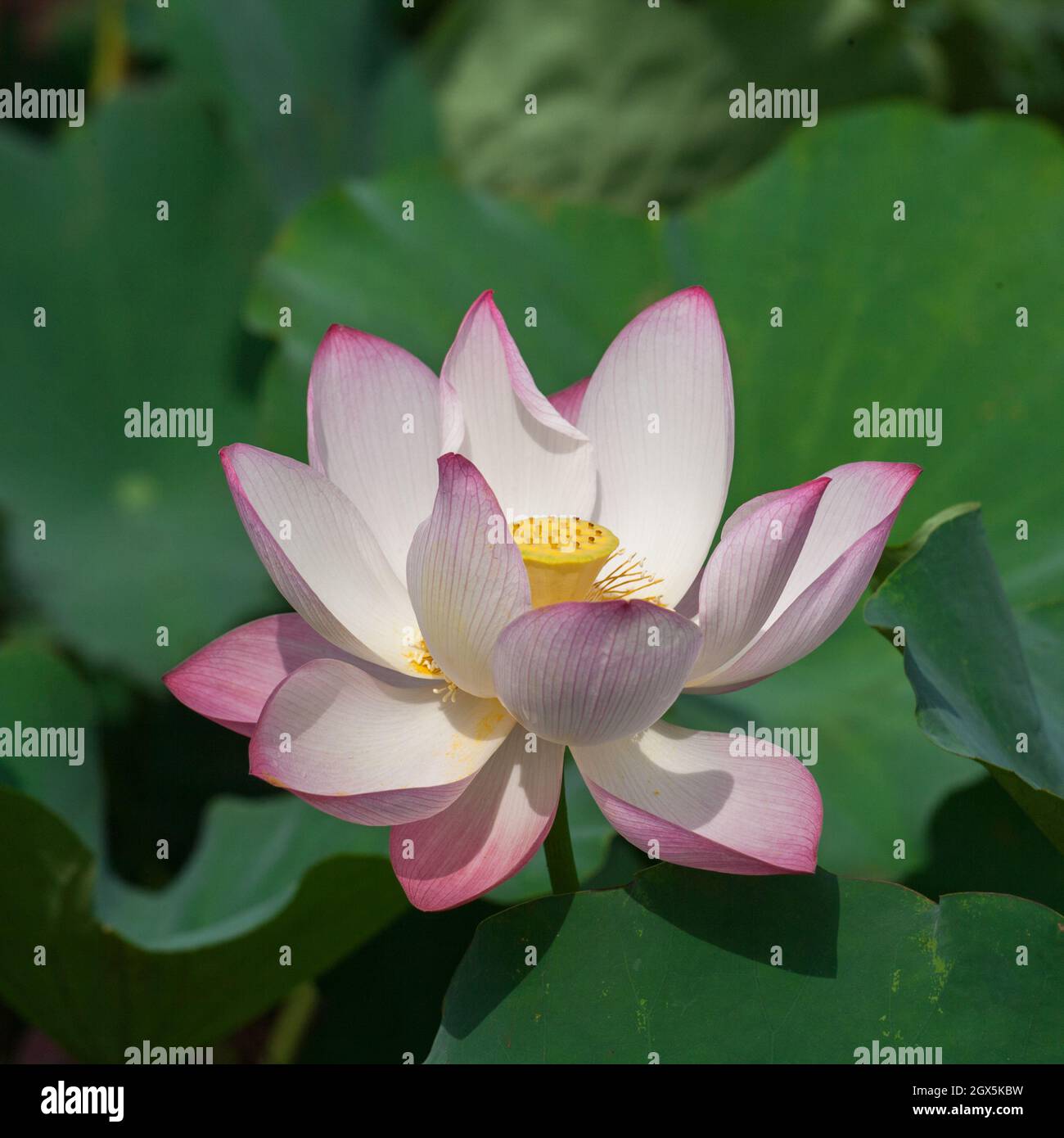 Most Beautiful Lotus Flower