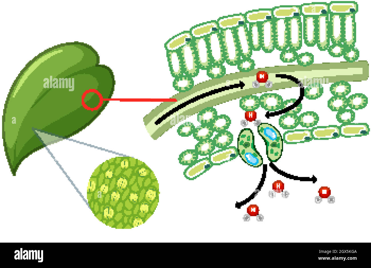 Diagram showing leaf cell on white background Stock Vector Image & Art