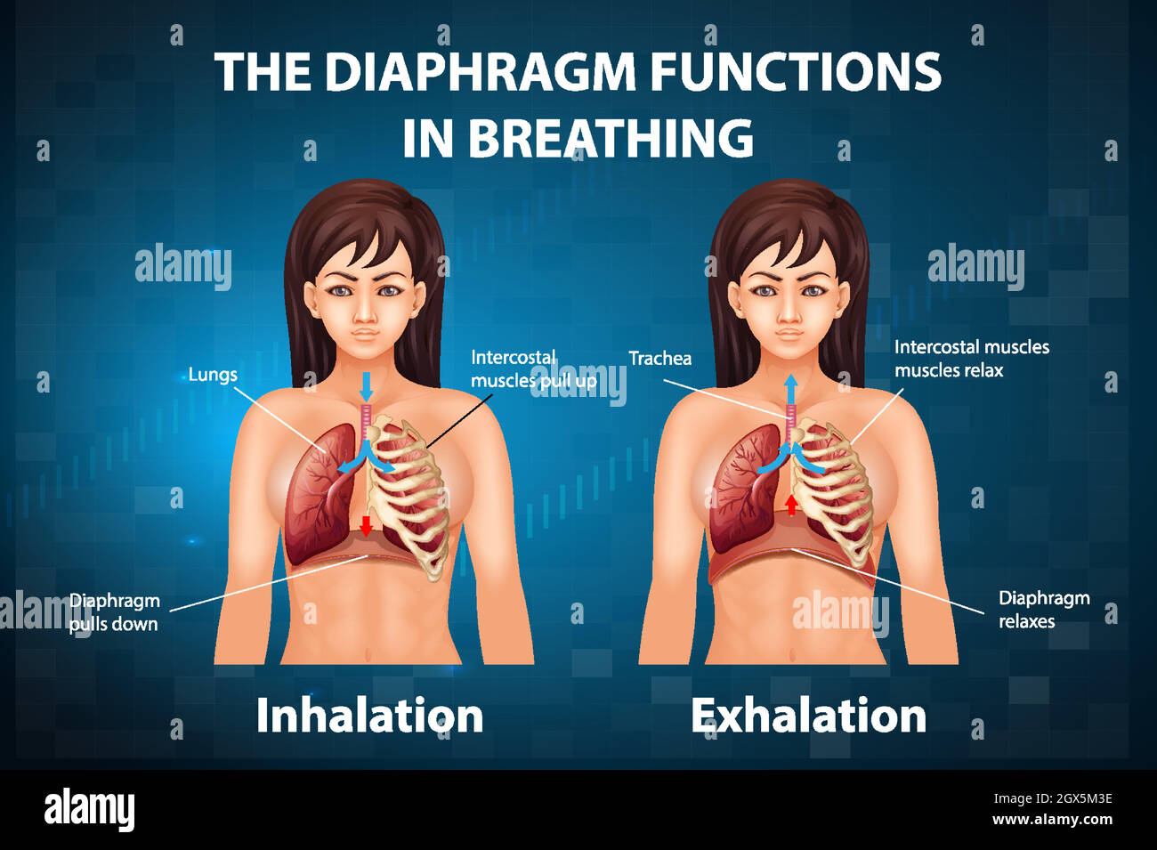 The diaphragm functions in breathing Stock Vector Image & Art Alamy