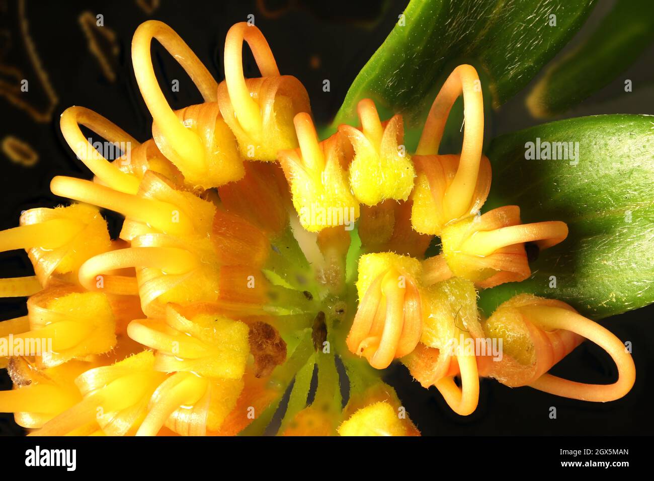 Close up of Grevillea 'Apricot Glow' inflorescence, South Australia Stock Photo