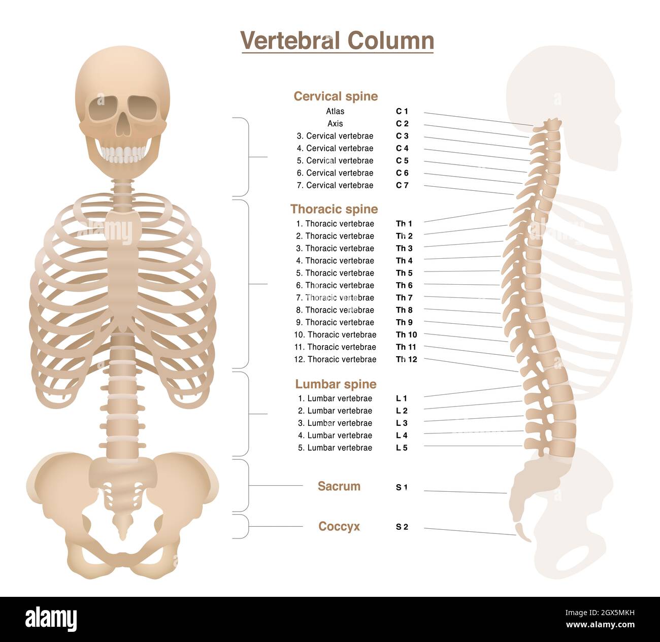 Skeleton with spine, thorax, pelvic bone and skull - labeled vertebral column chart with names and numbers of the vertebras - illustration on white. Stock Photo