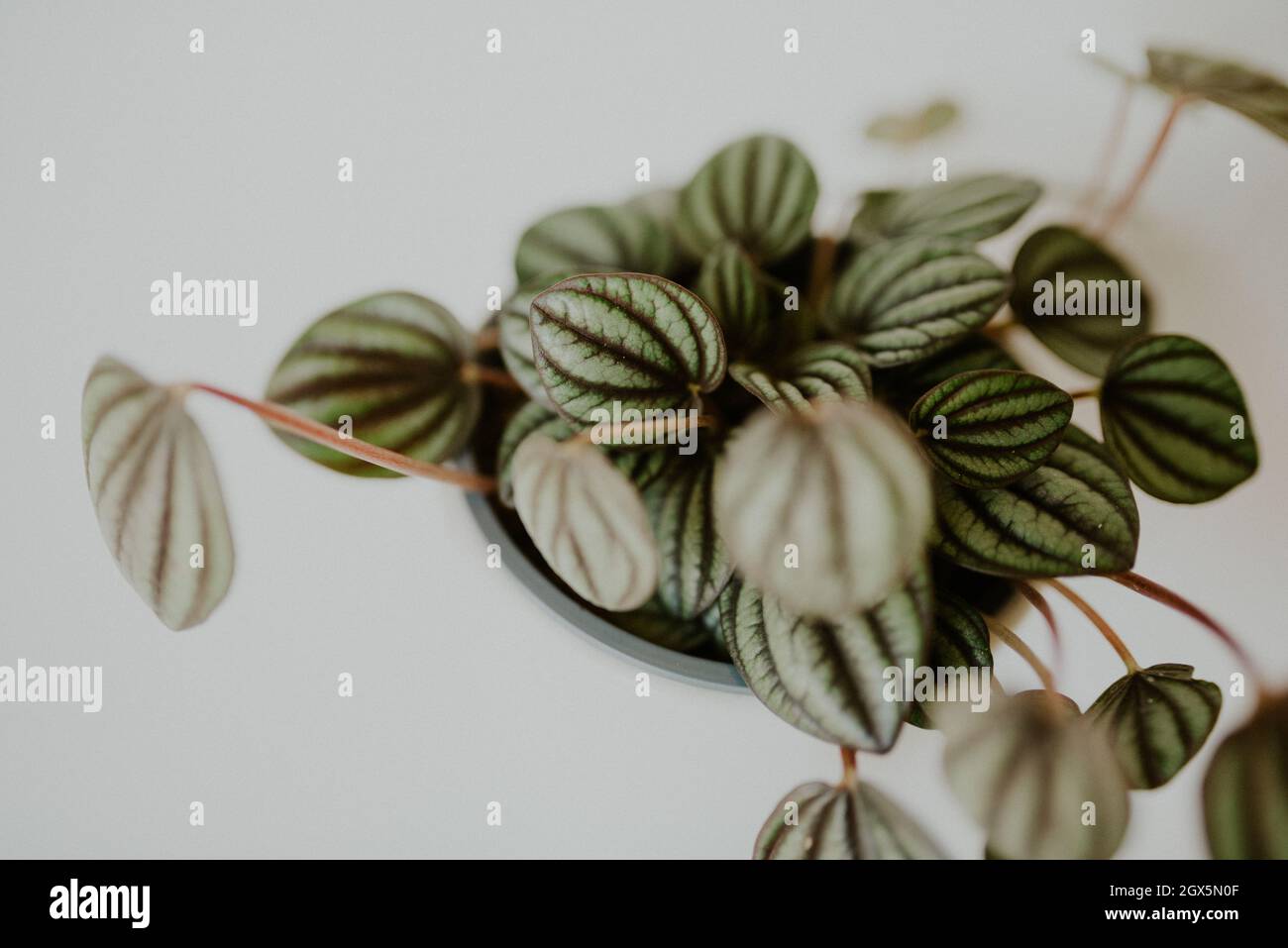 plants..what kind of personalities do they have Stock Photo Alamy