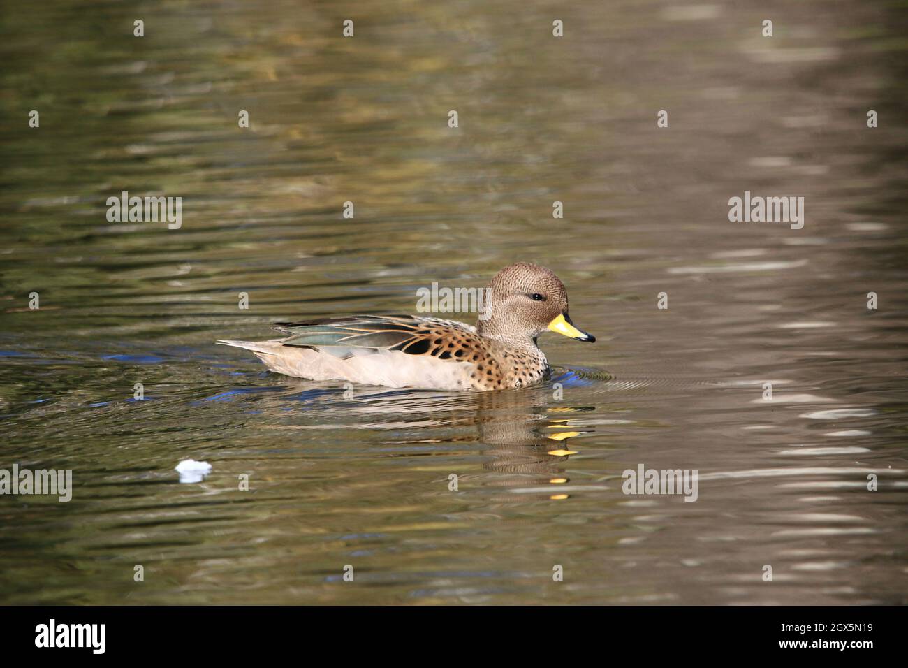 beautiful duck enjoying the city park Stock Photo