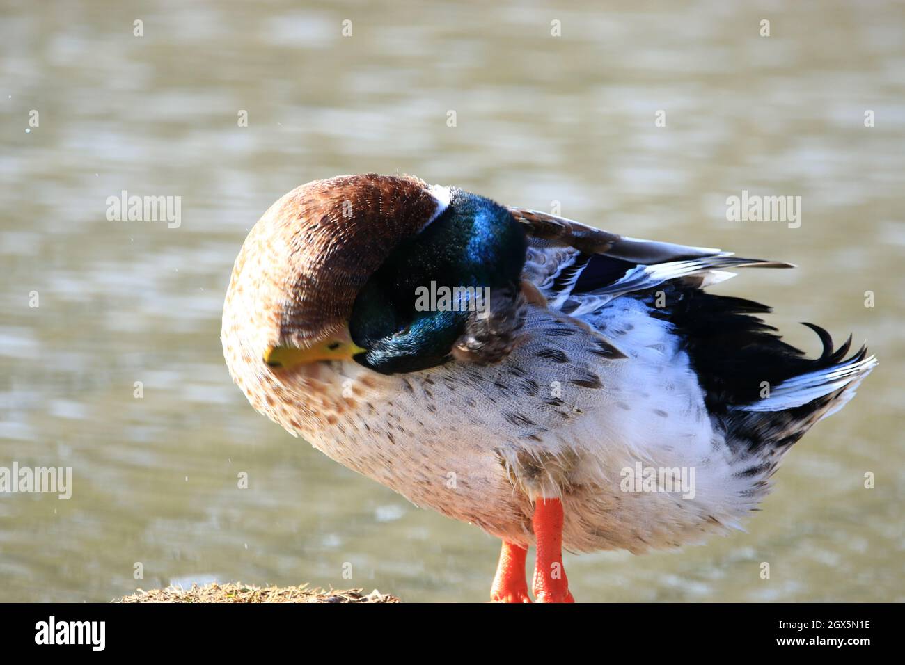 beautiful duck enjoying and cleaning in the city park Stock Photo