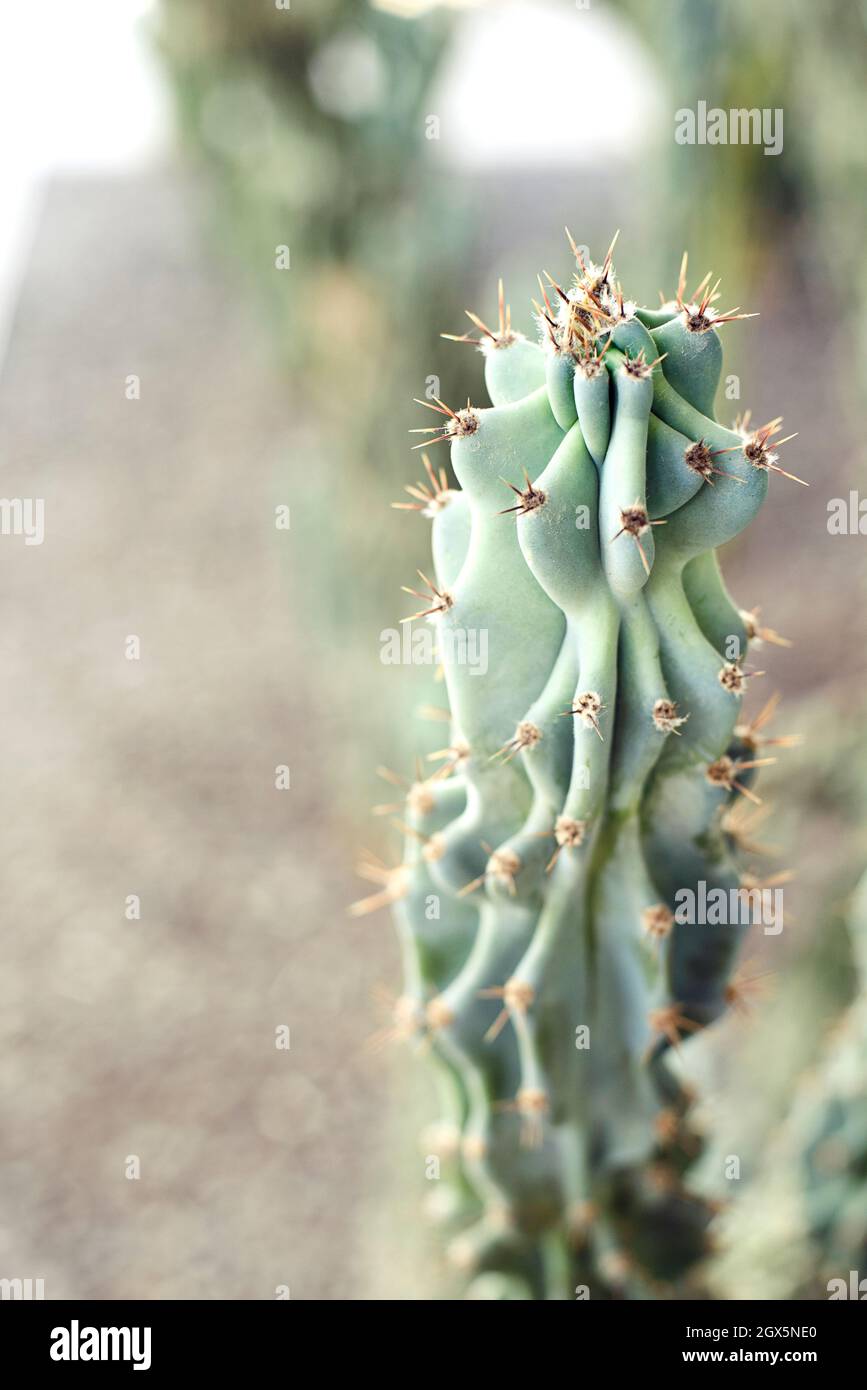 Prickly with spikes hi-res stock photography and images - Alamy