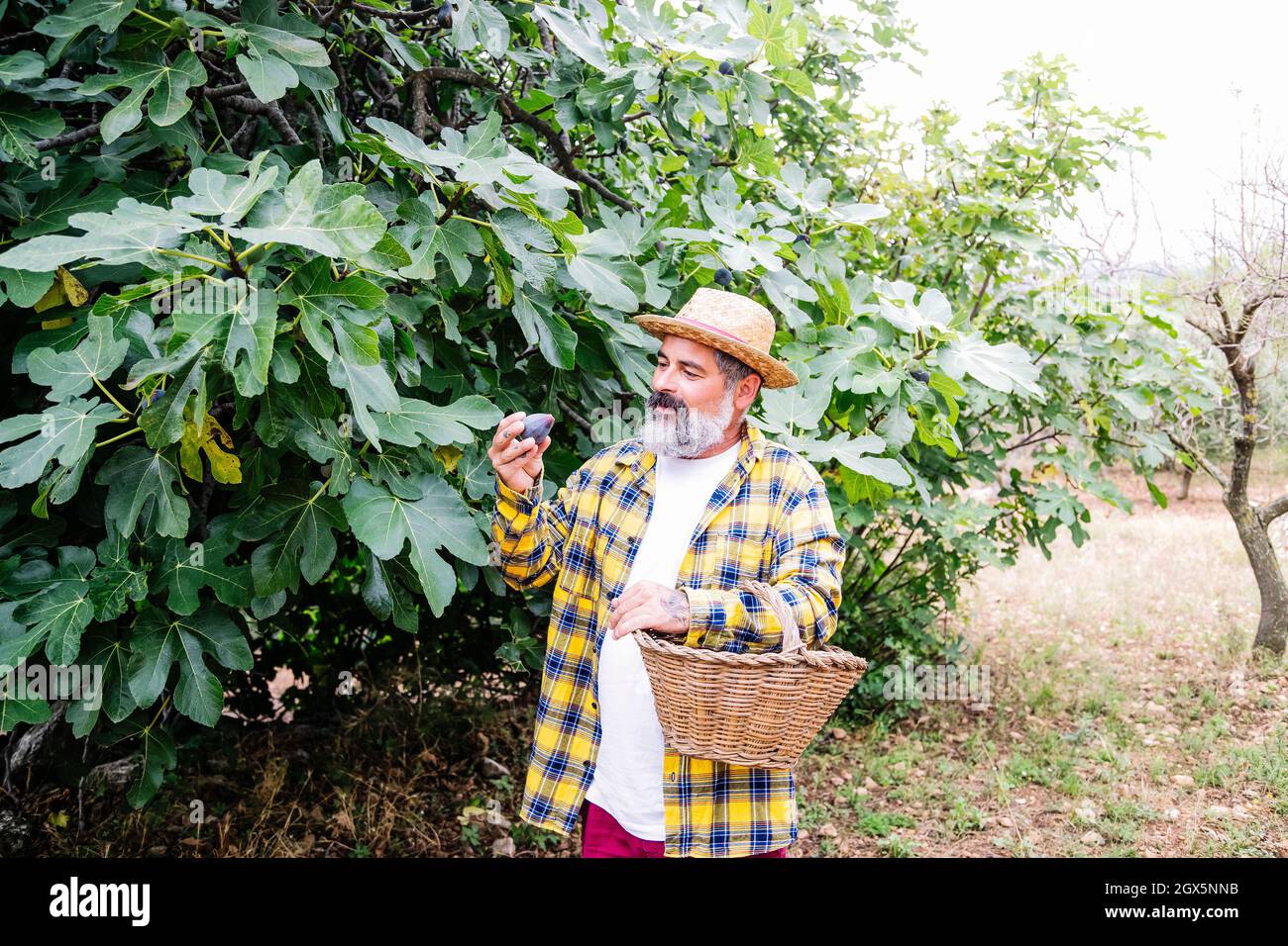 Cheerful man picking figs from fig tree Stock Photo Alamy