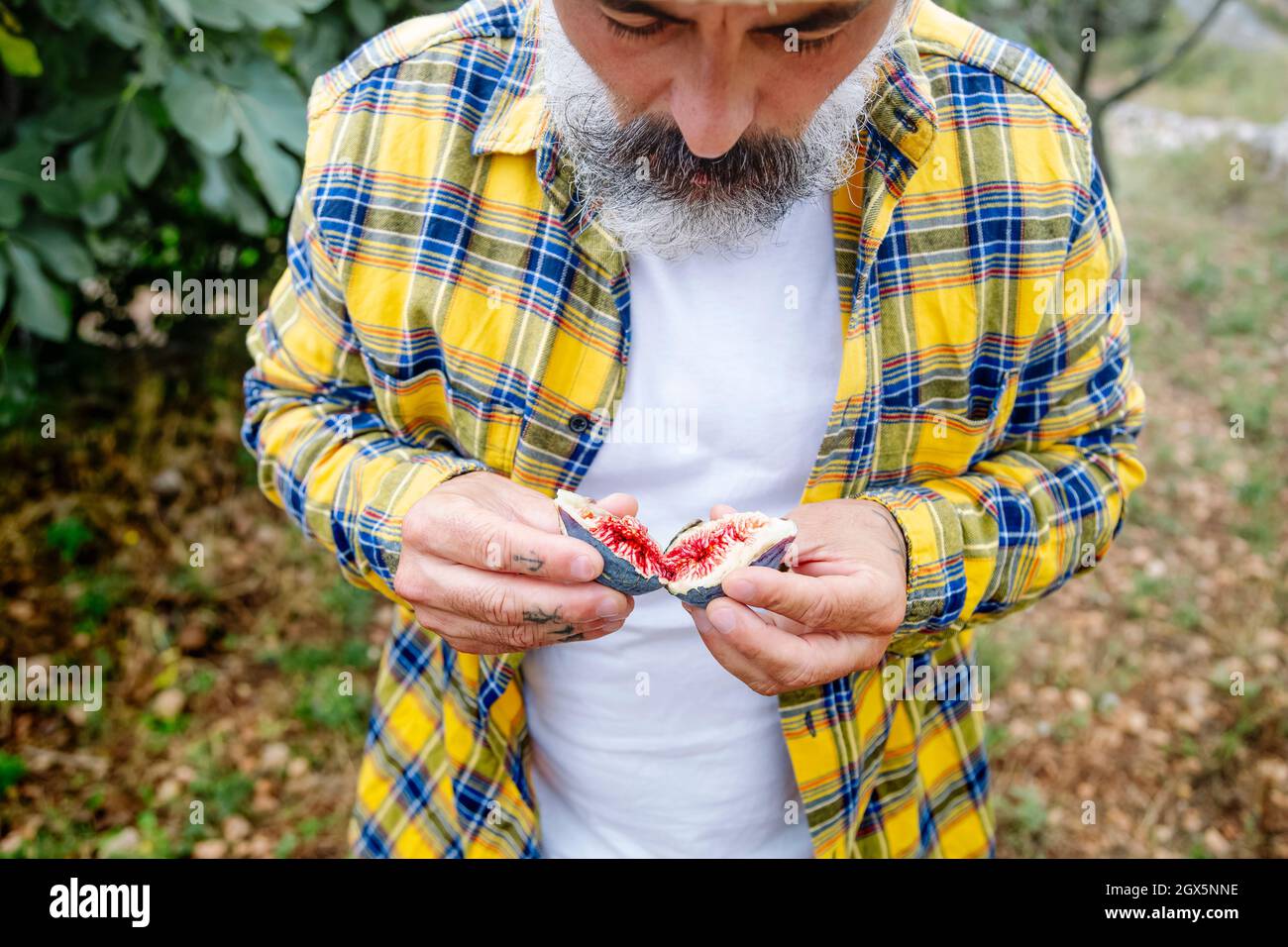 Farmer verifying the quality of the ripe fruit, its color and quality. Stock Photo