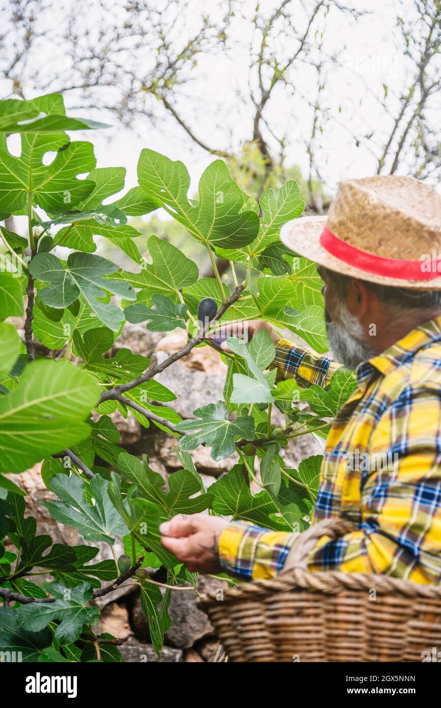 Harvesting figs from orchard hi-res stock photography and images - Alamy