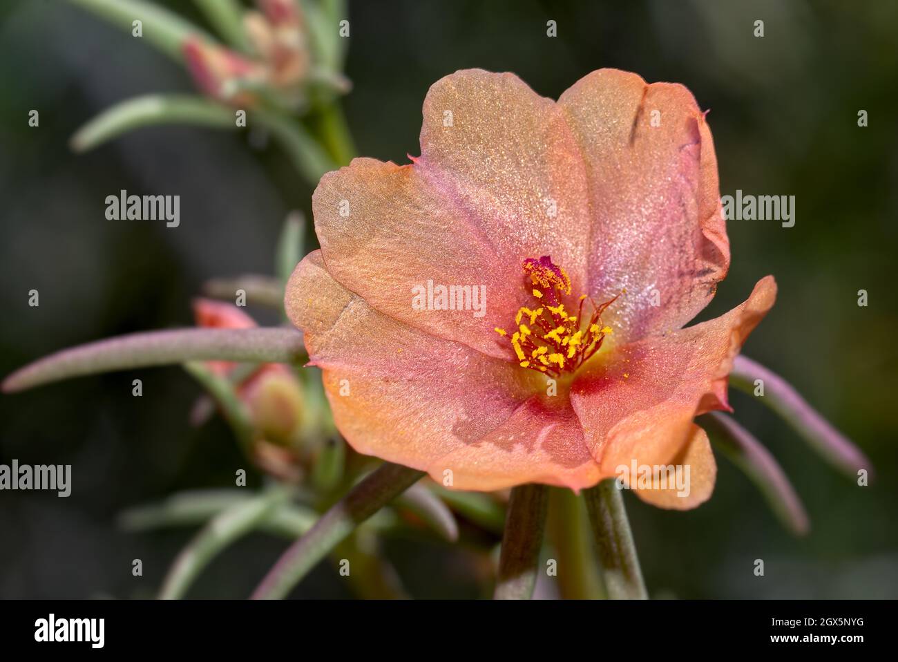 Flower of the Shrubby Purslane, species Portulaca Suffrutescens. This one is native to Arizona. Stock Photo