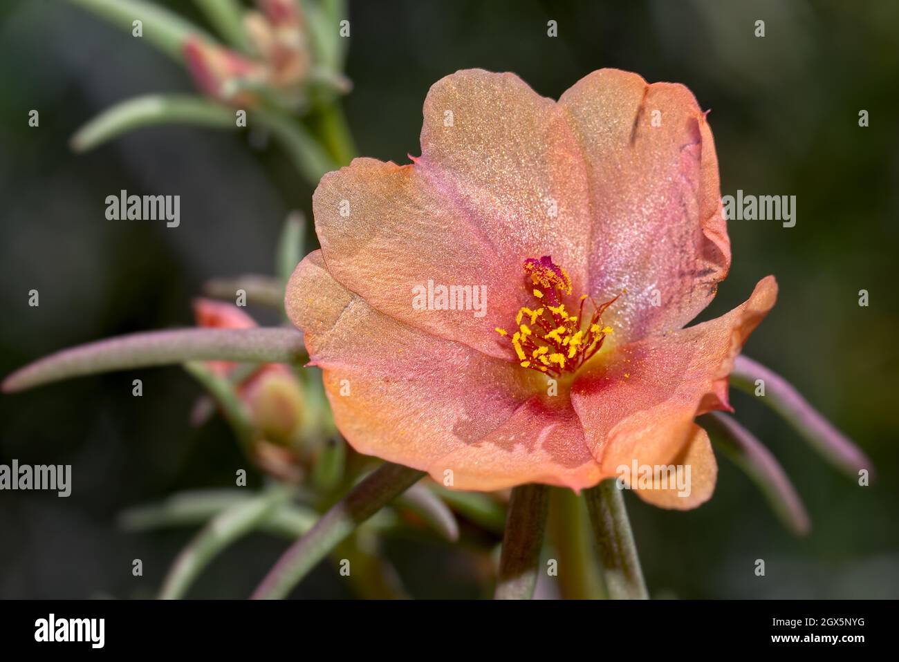purslane samba hot rose