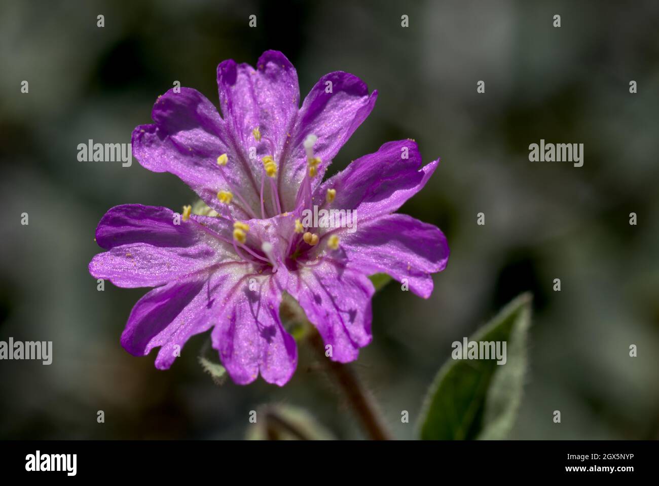 4 O Clock Plant Hi Res Stock Photography And Images Alamy 4 O Clock Plant Hi Res Stock Photography And Images Alamy