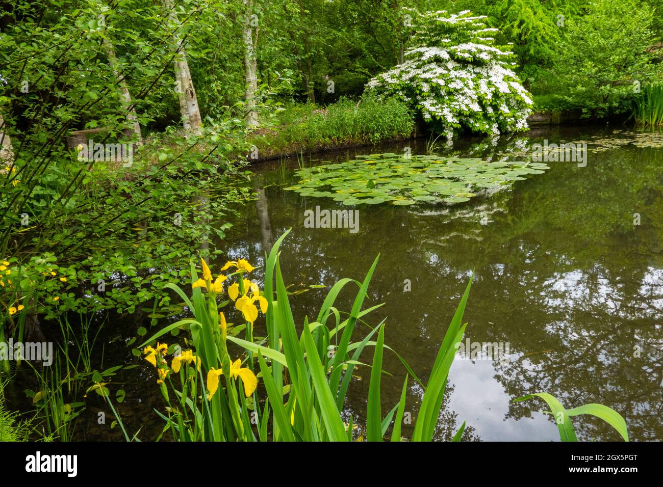 lake with yellow iris and water lilies Stock Photo