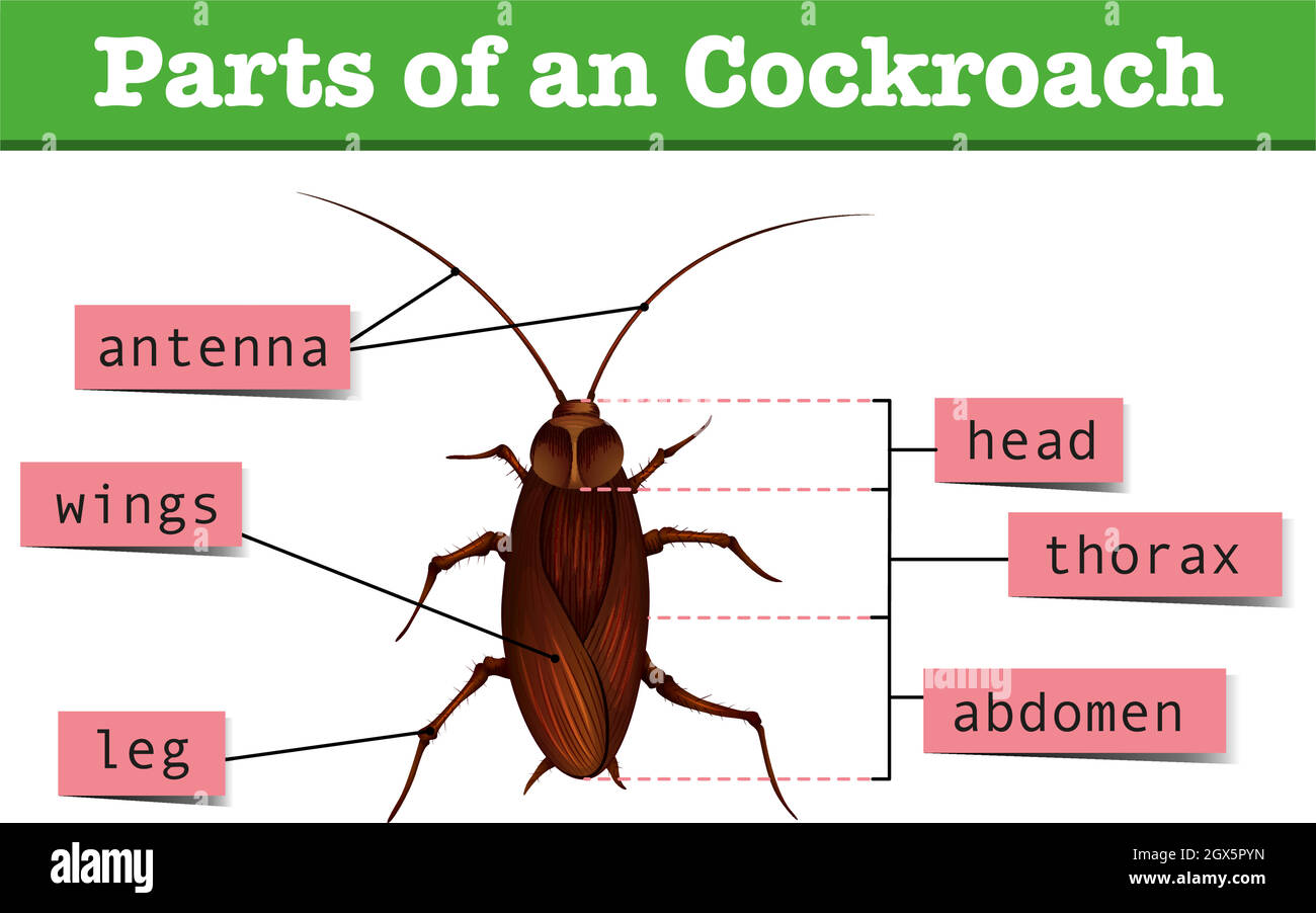 Diagram showing parts of cockroach Stock Vector