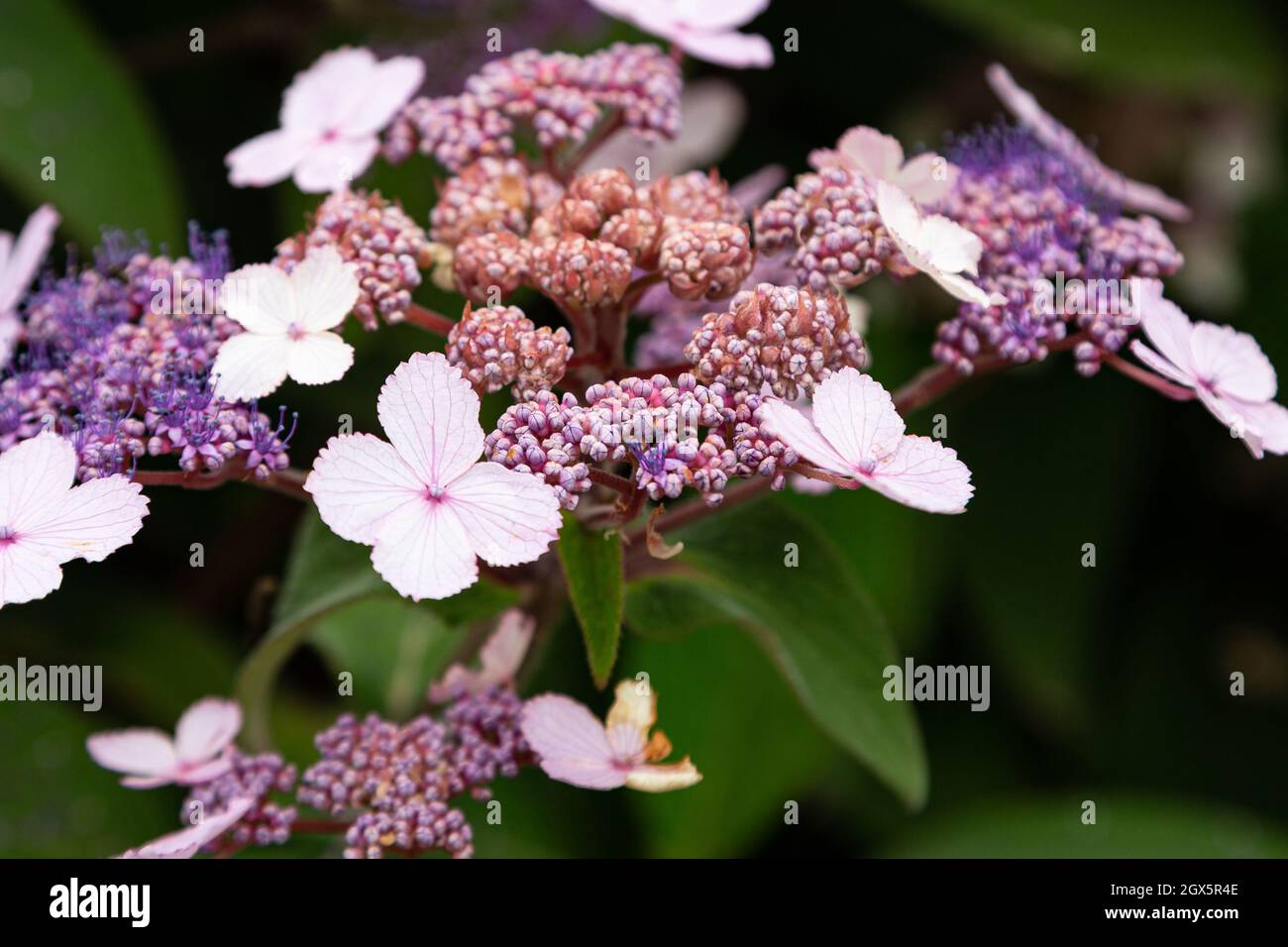 Pink Hydrangea flowers on display in an English garden Stock Photo