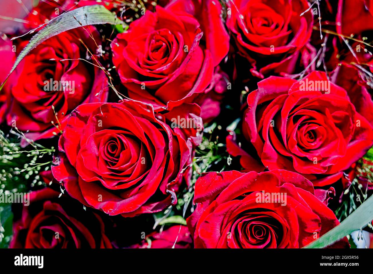 Bouquet of red roses; Strauß roter Rosen Stock Photo