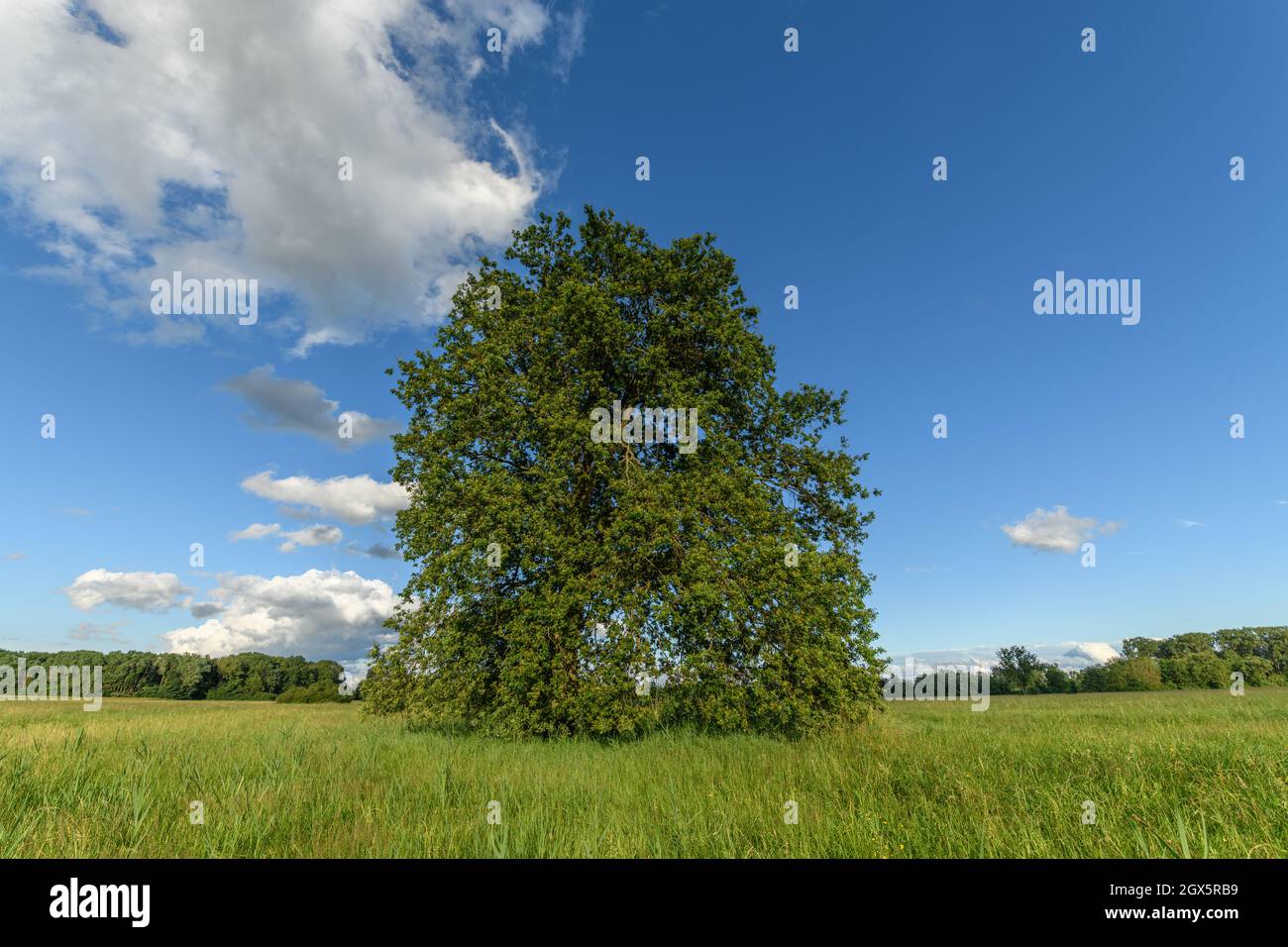 Large oak tree isolated in a meadow. Alsace, France. Stock Photo
