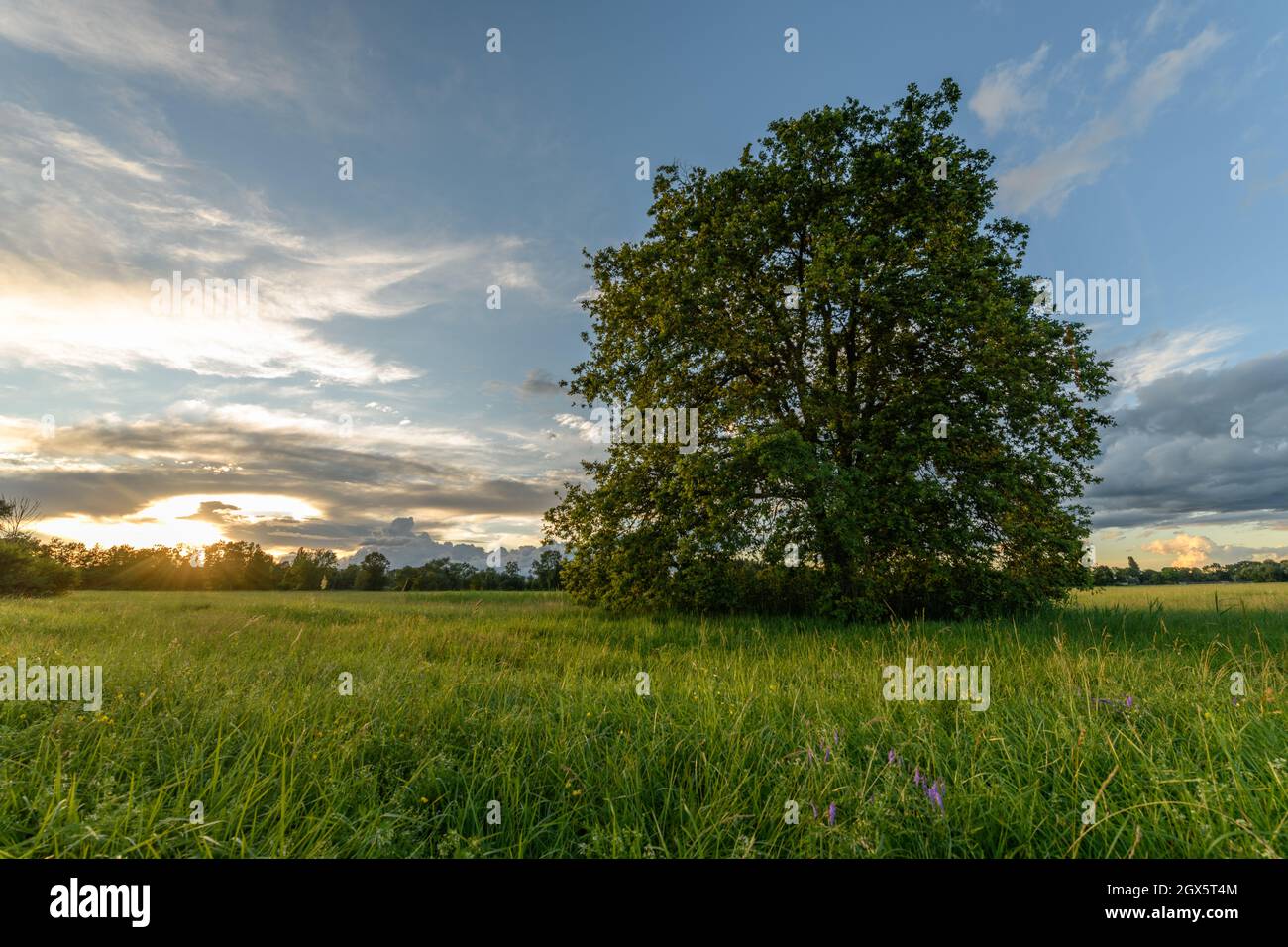 Large oak tree isolated in a meadow at sunset. Alsace, France. Stock Photo