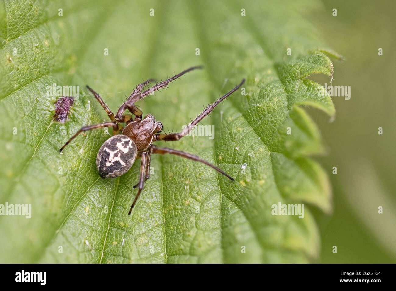 Furrow Spider (Larinioides cornutus) Strumpshaw Fen Norfolk GB UK September 2021 Stock Photo