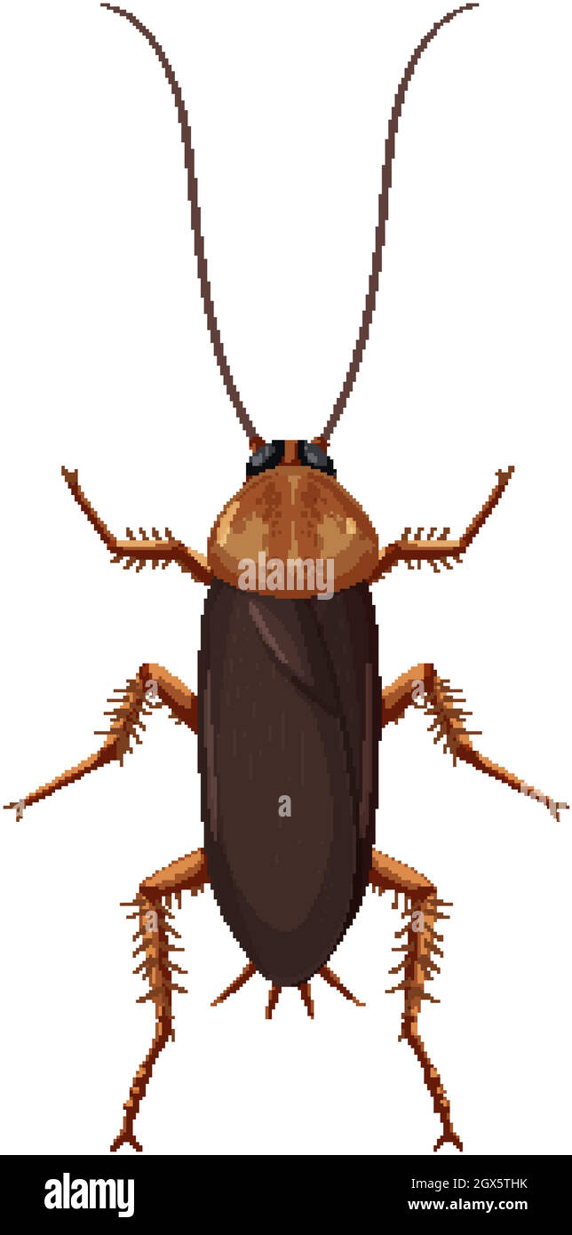 Cockroach isolated on white background Stock Vector Image & Art Alamy
