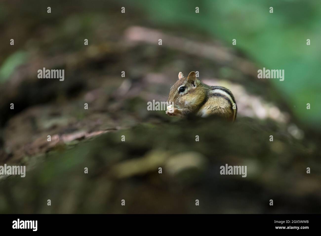 Tamia hi-res stock photography and images - Alamy