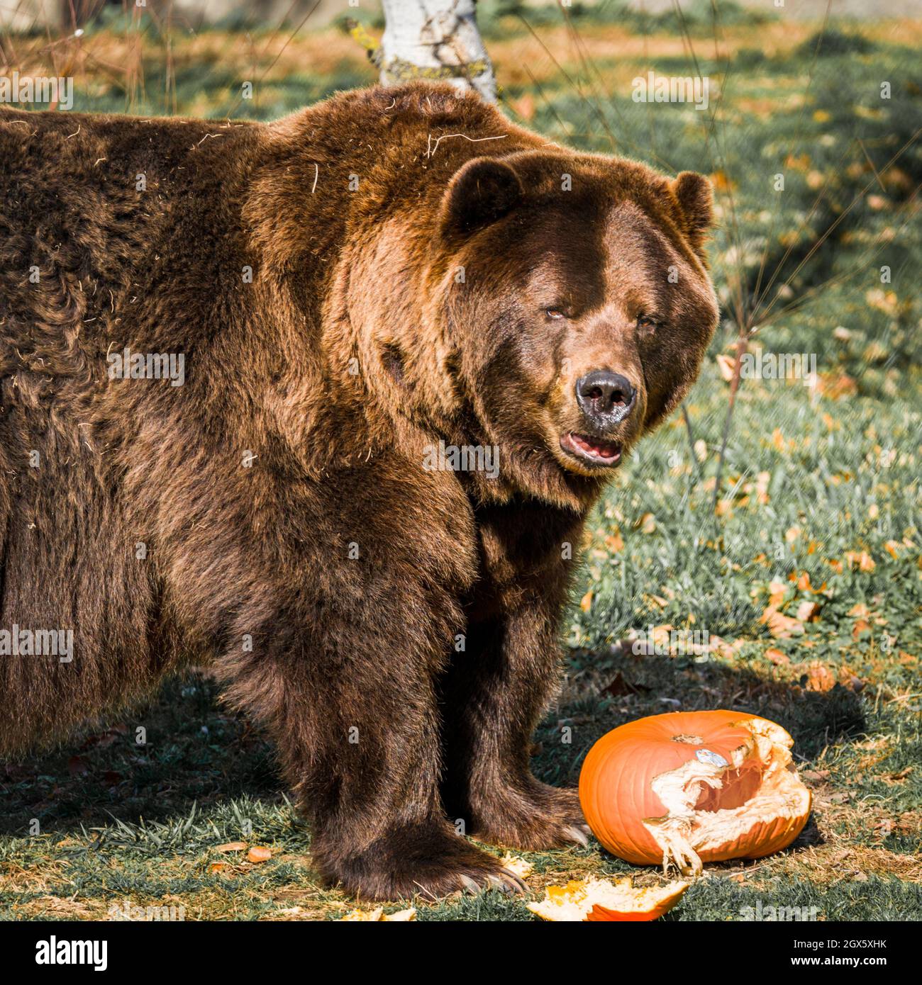 A brown bear in captivity Stock Photo