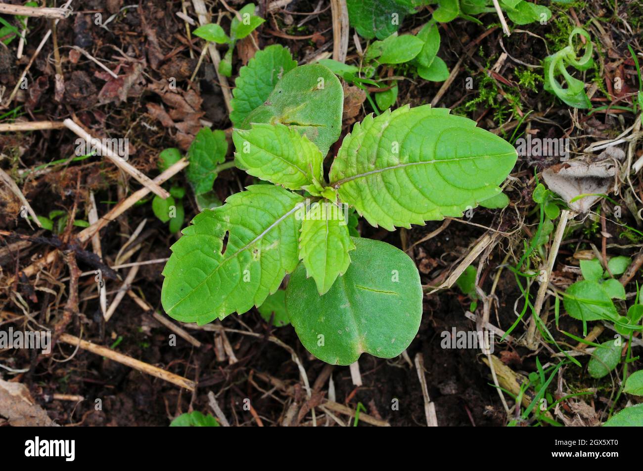 Close-up of Indian or Himalayan balsam in bud Stock Photo
