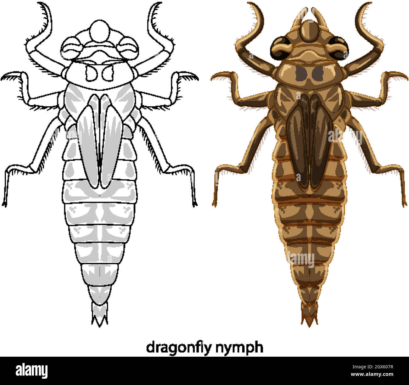 Dragonfly in colour and doodle on white background Stock Vector