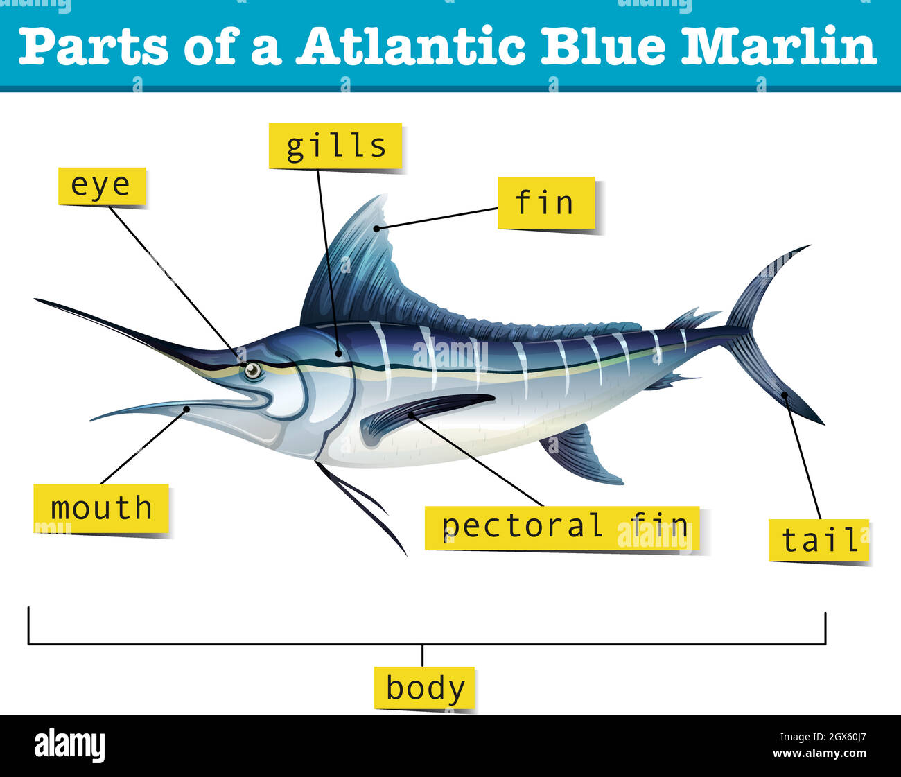 Diagram showing parts of atlantic blue marlin Stock Vector