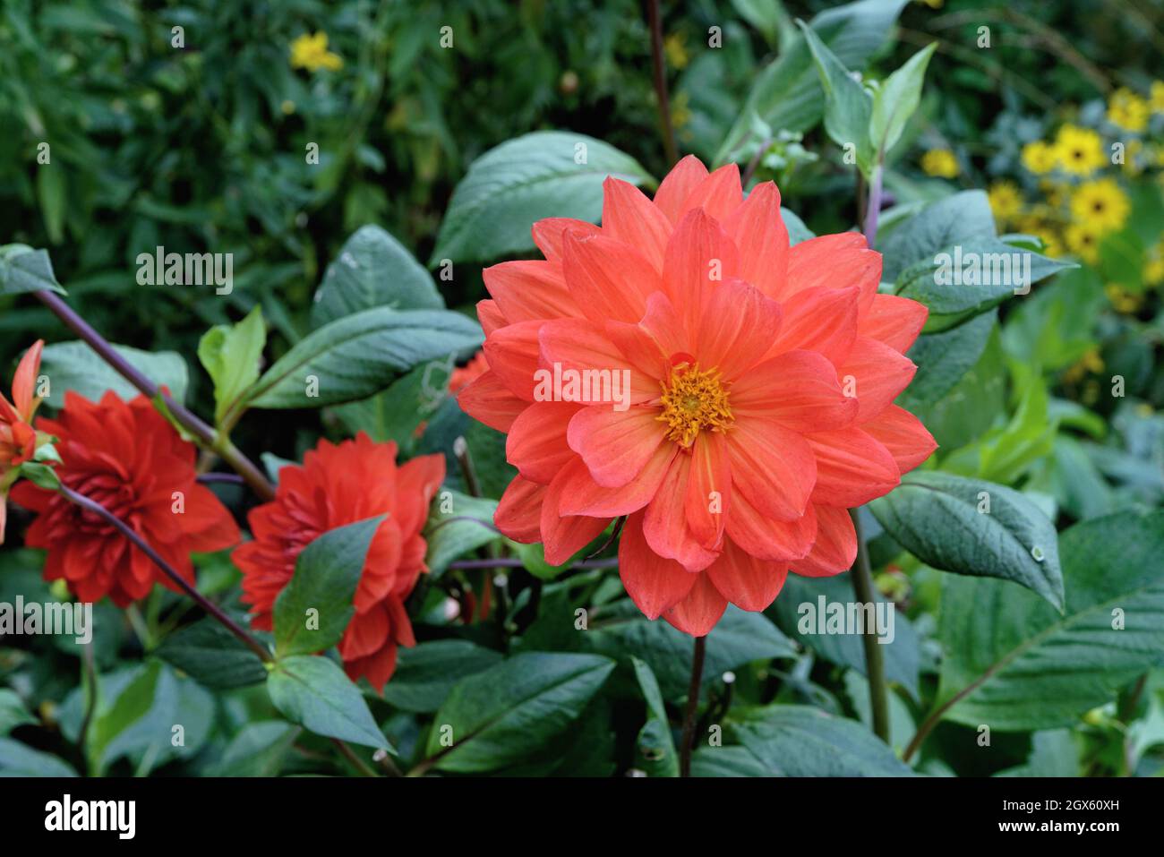 Close up of the red orange flower of Dahlia Stadt Spremberg Stock Photo