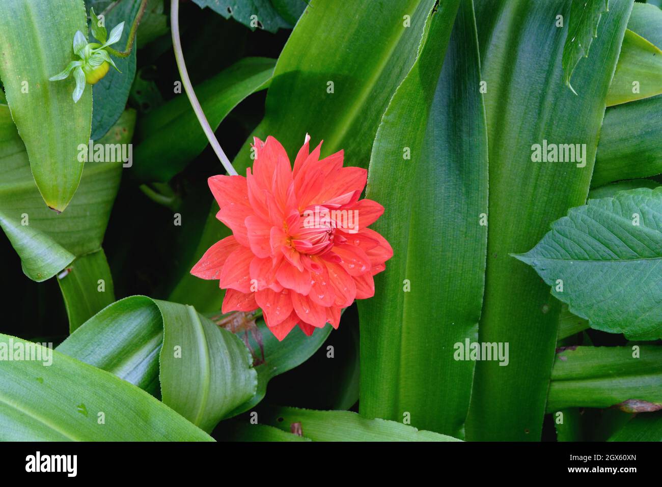 Close up of the red orange flower of Dahlia Stadt Spremberg Stock Photo