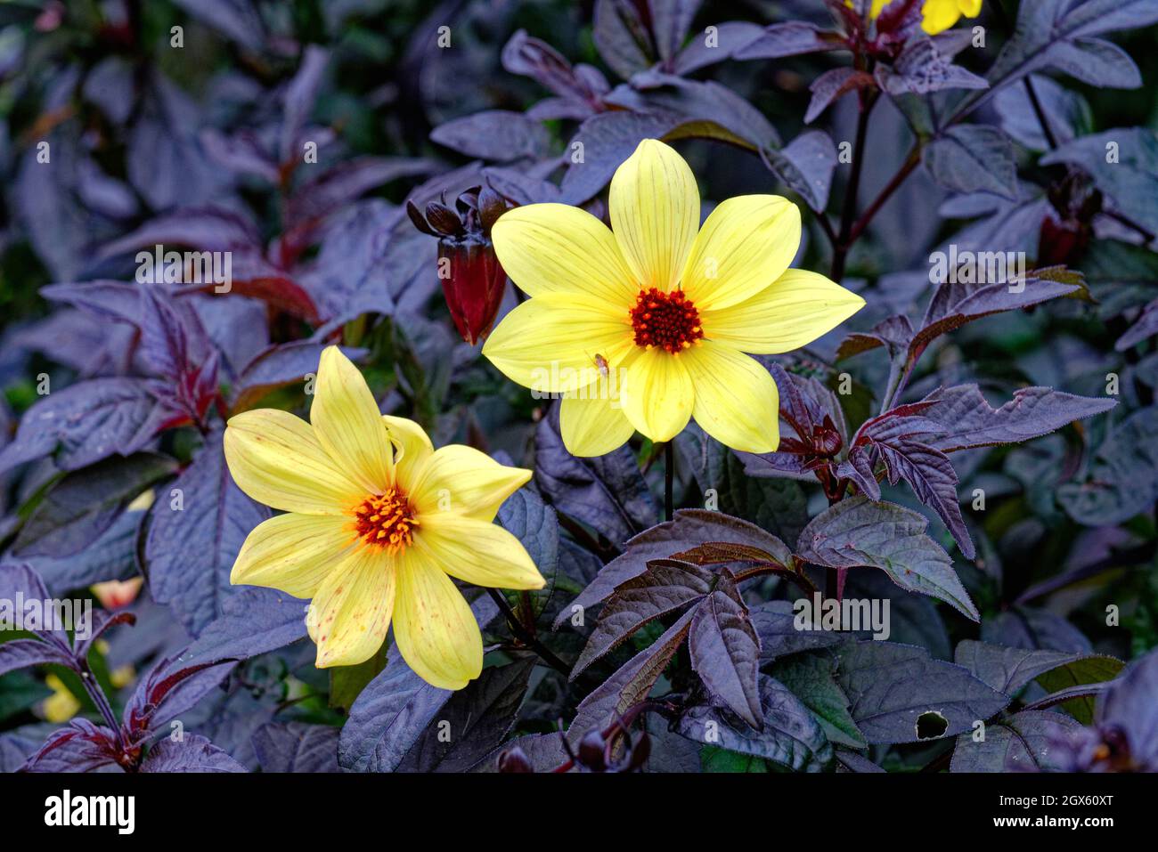 Close up of Dahlia Knockout flowerhead in full bloom against dark foliage Stock Photo