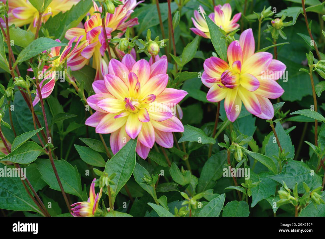 Close up of the bicolour flower of the Dahlia Pacific Ocean Stock Photo