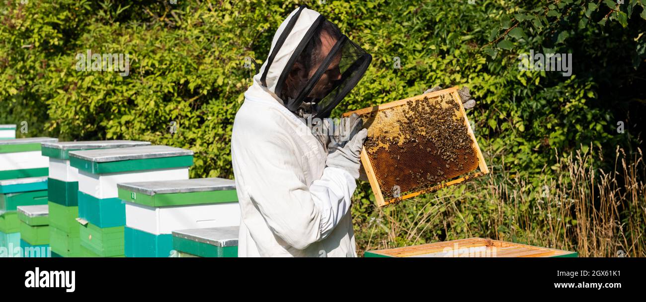Beekeepers In White Protective Suit Holding Bees And Beeswax In