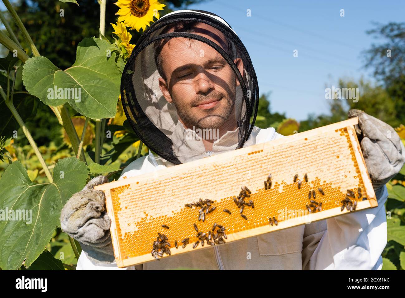 smiling apiarist in beekeeping suit holding with bees in