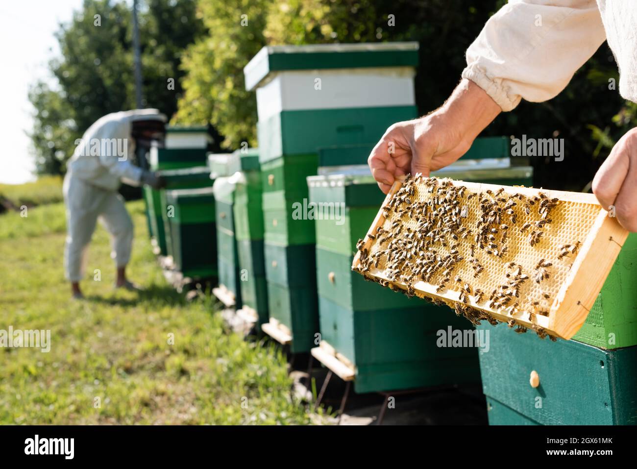 Insects working together hi-res stock photography and images - Alamy