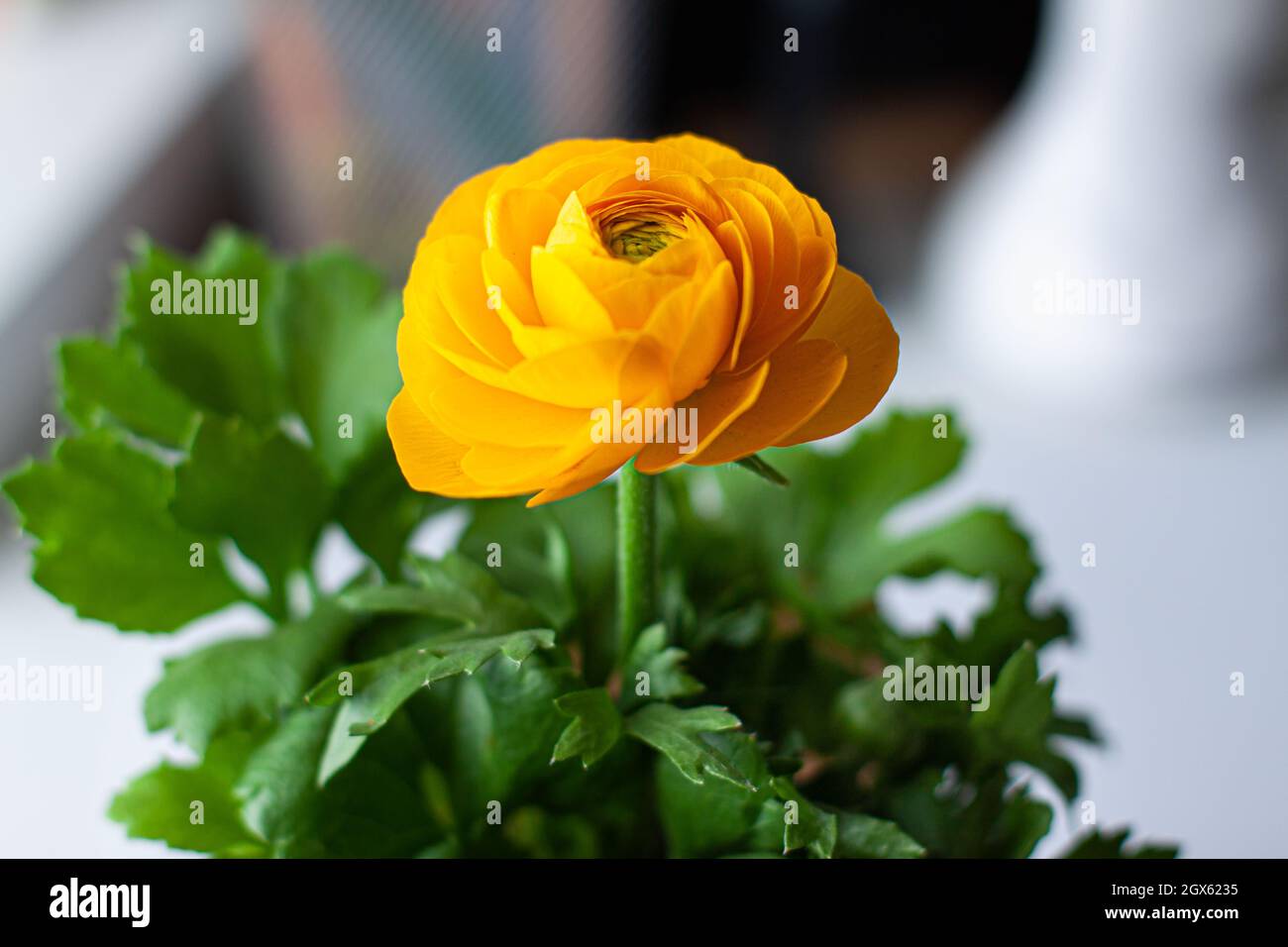 Close up of yellow lutik flower, ranunculus asiaticus, in a brown spot ...