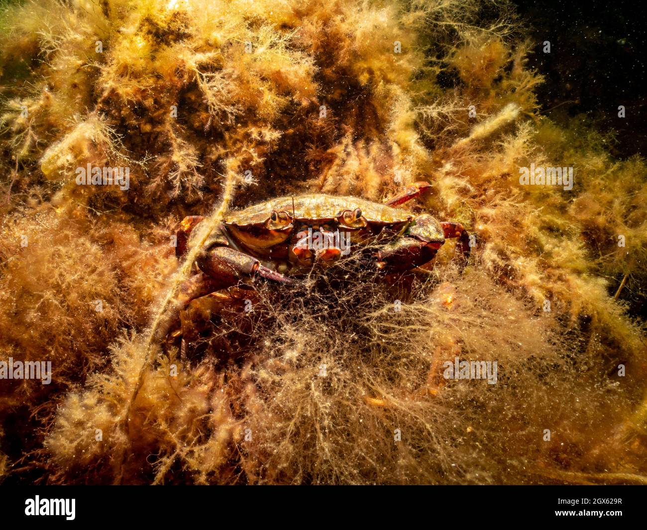 A close-up picture of a crab among seaweed. Picture from The Sound, between Sweden and Denmark Stock Photo