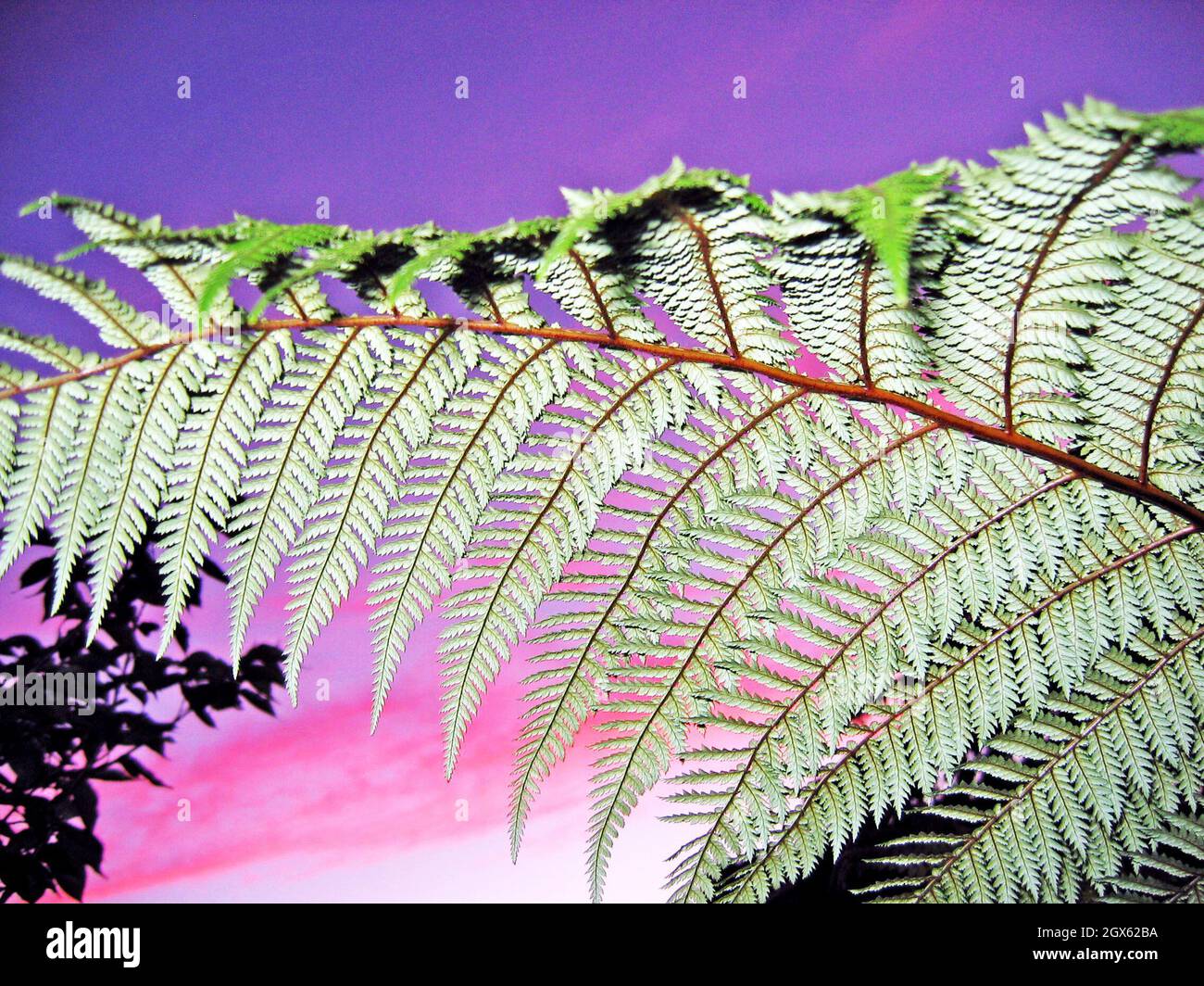 The iconic silver fern, an iconic indigenous tree fern in New Zealand, contrasts with the purple sky sunset.  The most abundant fern in New Zealand, the fern has been functional throughout the cultural history of New Zealand.  One side is green, the other silver, and has been used as a trail marker throughout the history as the silver side of the fern reflects the night sky. Stock Photo