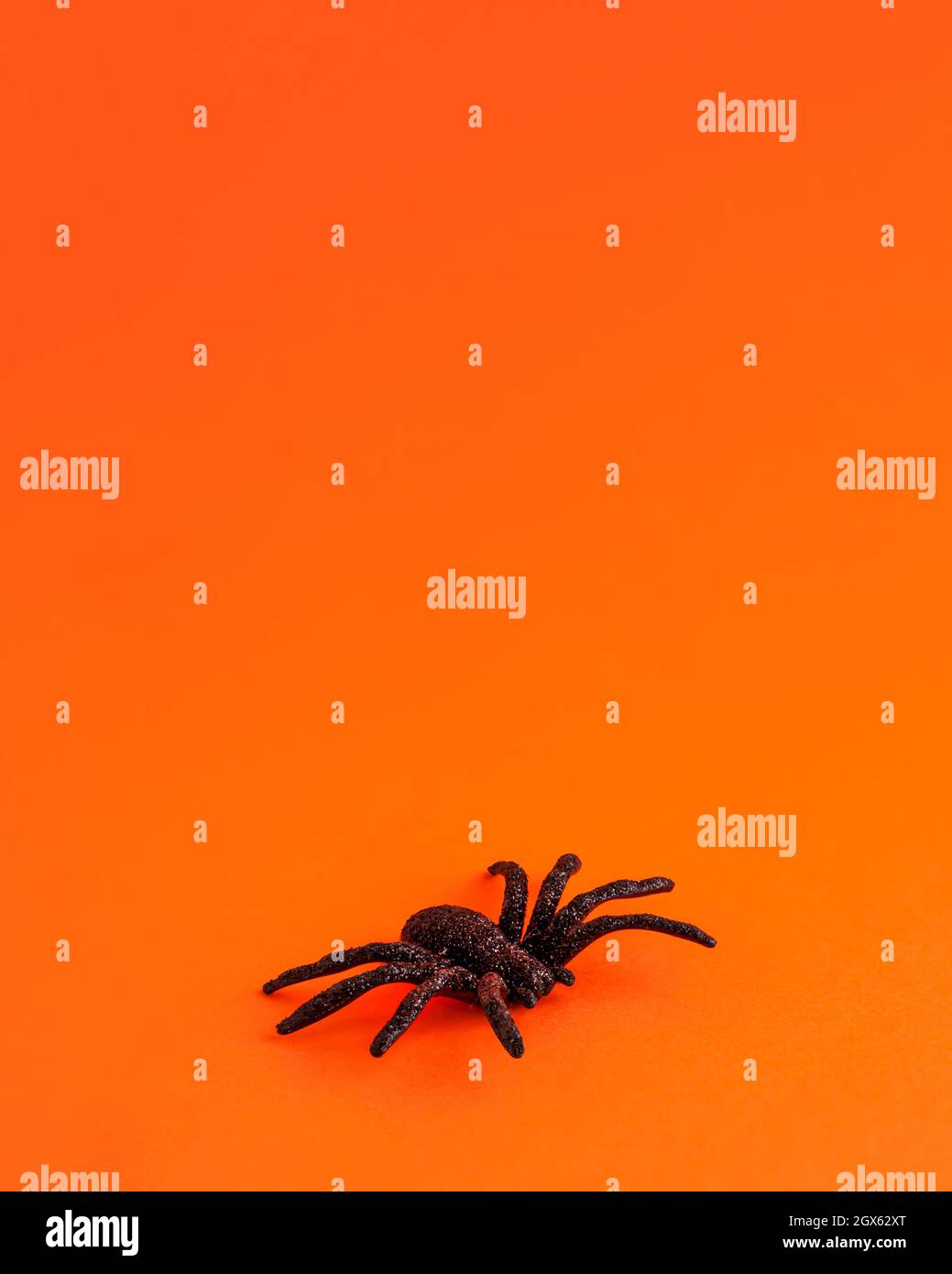 One small black horror spider on orange backdrop with copy space. Halloween decoration spooky background concept for holidays. Stock Photo
