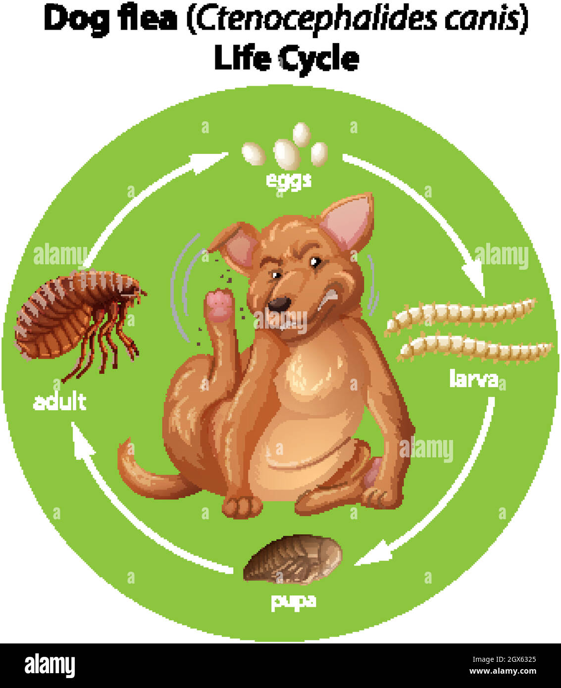 Diagram showing dog flea life cycle Stock Vector