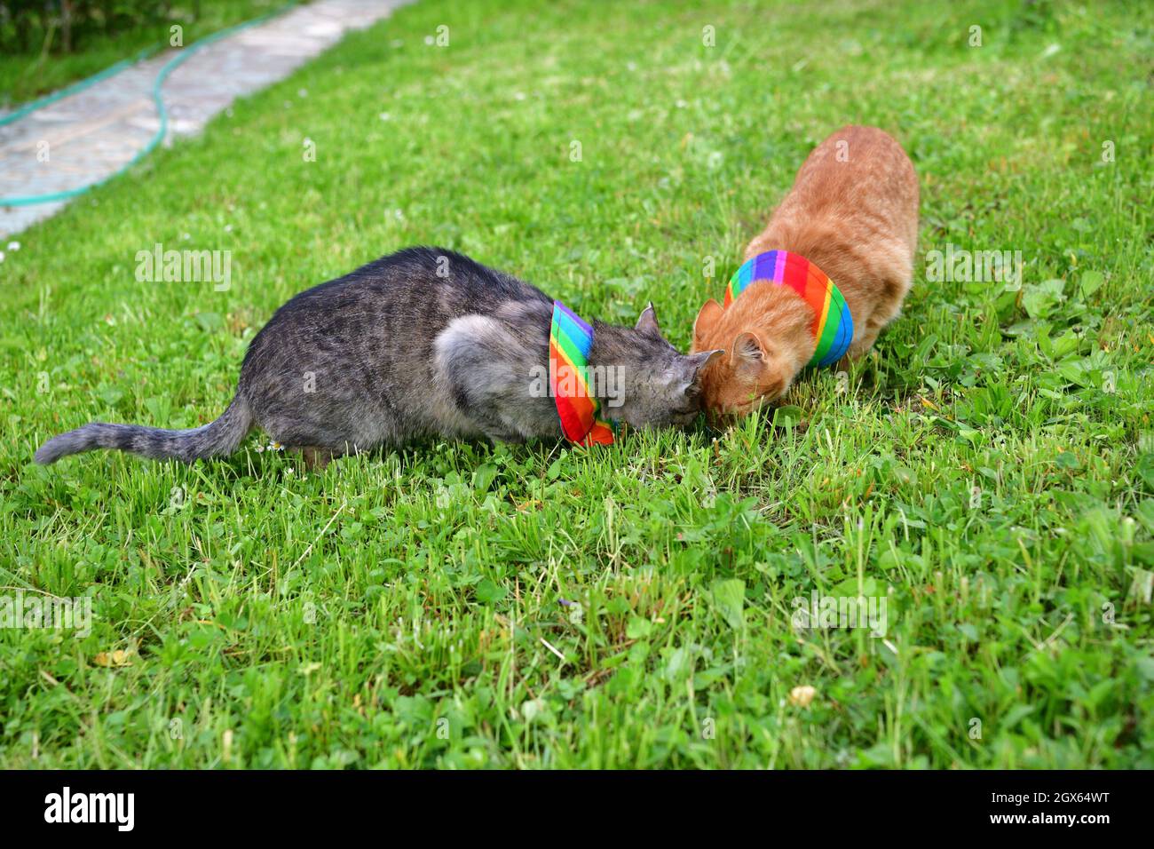Domestic cat wearing bird warning cat collar covers around the neck Stock Photo Alamy