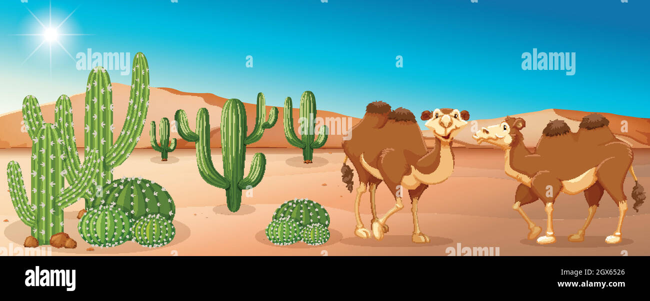 Two camels standing in desert field Stock Vector