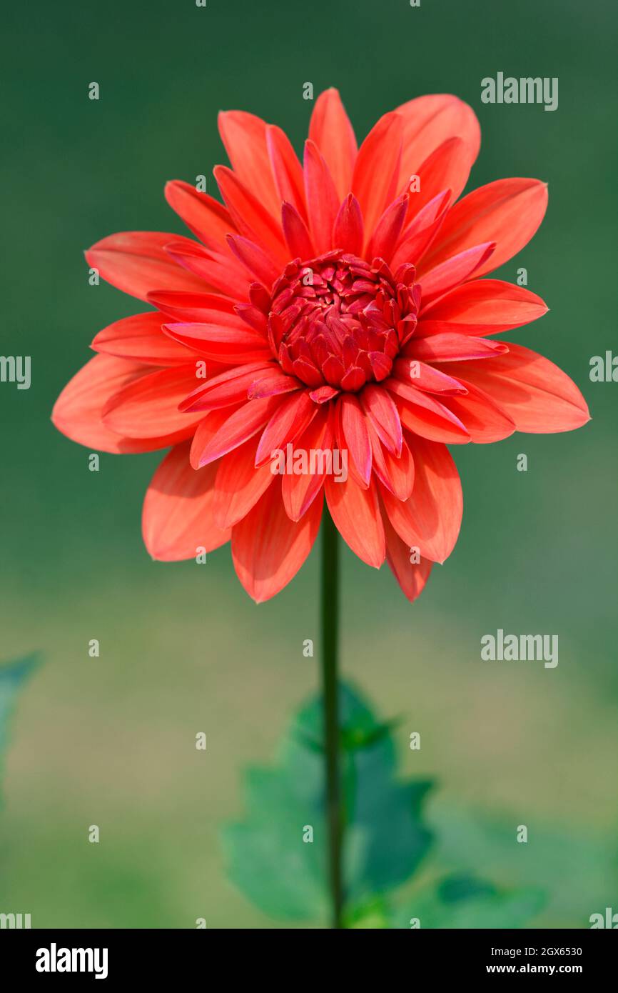 Beautiful Dahlia flower Stock Photo