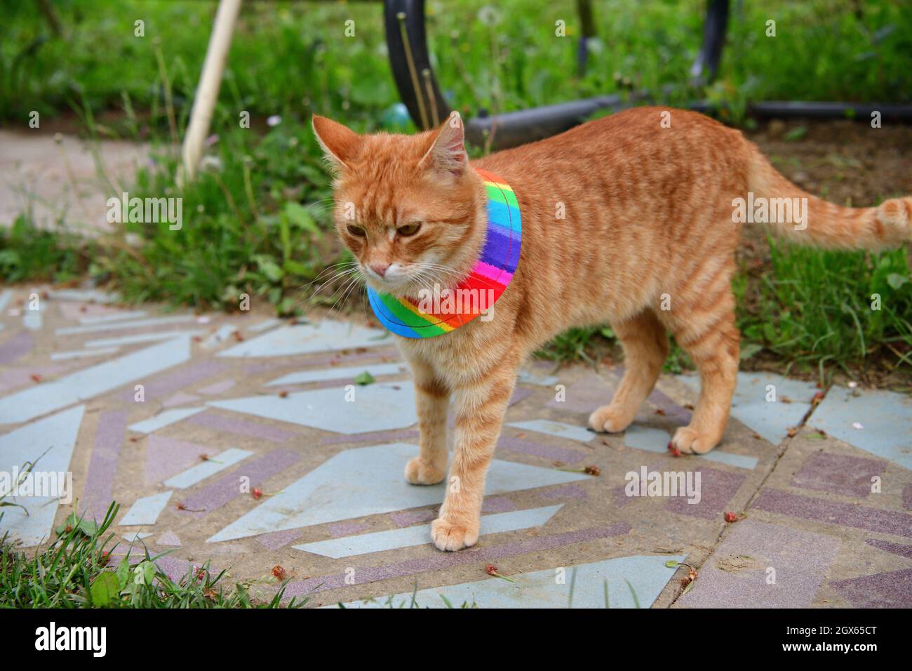Bird warning cat collar helps saving birdlife in the nature Stock Photo Alamy