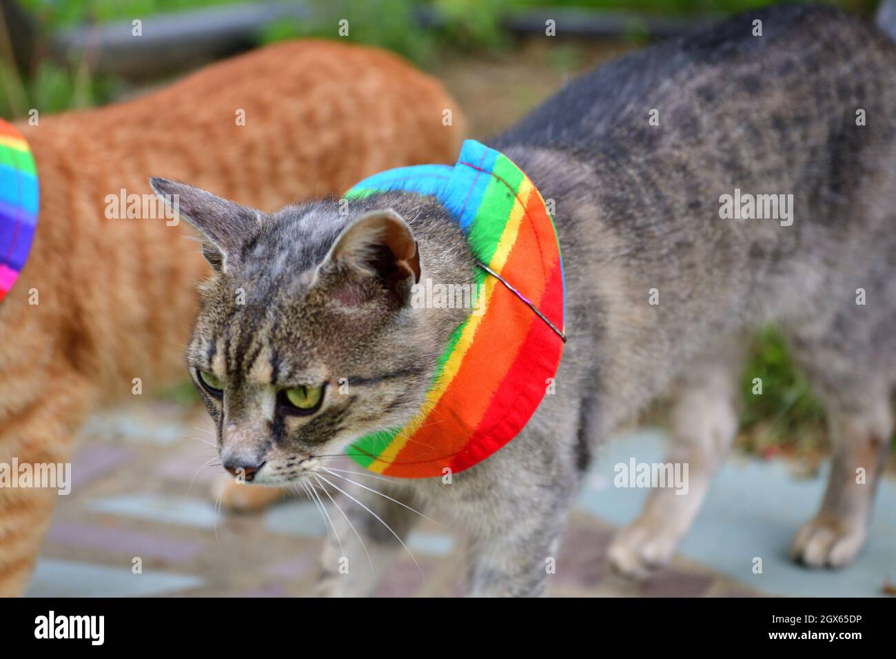 Domestic cat wearing bird warning cat collar covers around the neck Stock Photo Alamy