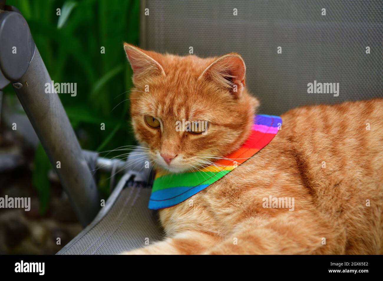 Domestic cat wearing bird warning cat collar covers around the neck Stock Photo Alamy