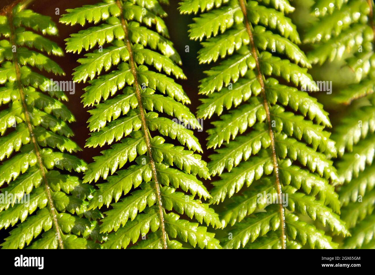 The silver fern, endemic to New Zealand, is symbolic and a source of identity for New Zealanders.  The fern was used historically by the Maori to mark night trails.  The flip-side of the green fern appears silver in the moonlight thus providing trail markings. Stock Photo